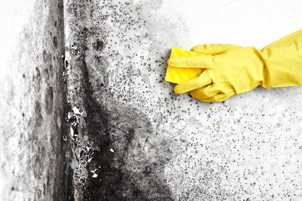 Best Fast Mold Removal  in Pomona, CA