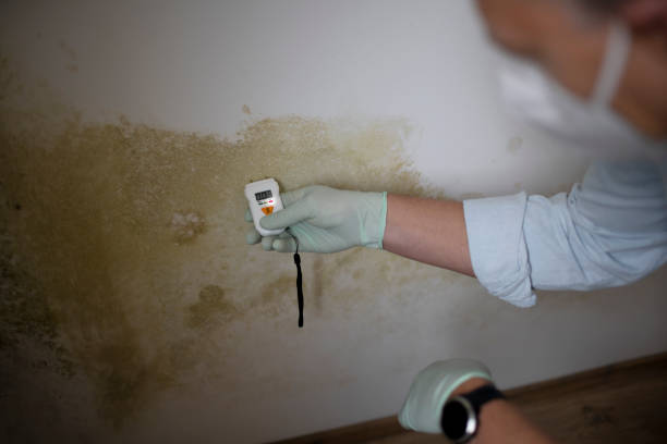 Best Certified Mold Removal  in Pomona, CA