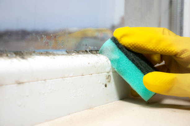 Best Mold Cleaning Services  in Pomona, CA