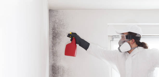 Best Emergency Mold Removal  in Pomona, CA