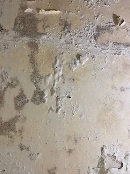 Trusted Pomona, CA Mold Removal Experts