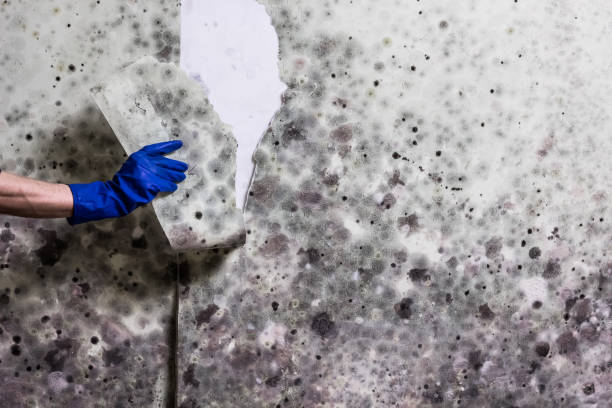 Crawl Space Mold Removal in Pomona, CA