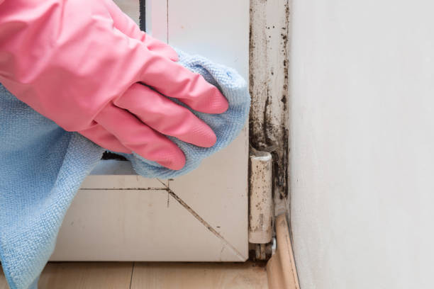 Best Toxic Mold Removal  in Pomona, CA