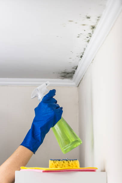 Best Residential Mold Removal  in Pomona, CA