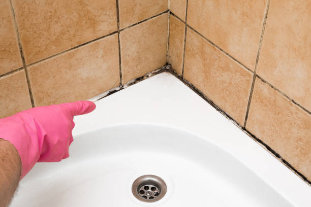Best Crawl Space Mold Removal  in Pomona, CA